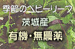 �٥ӡ��꡼��
